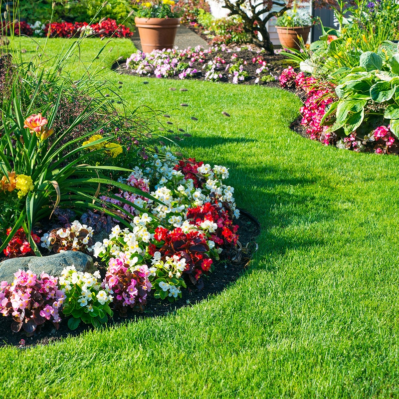 Jardin fleuri et pelouse verte luxuriante - Idées aménagement Pelouse verte luxuriante bordée de massifs de fleurs colorées (bégonias rouges, blancs, roses), plantes et pots. Ambiance estivale.